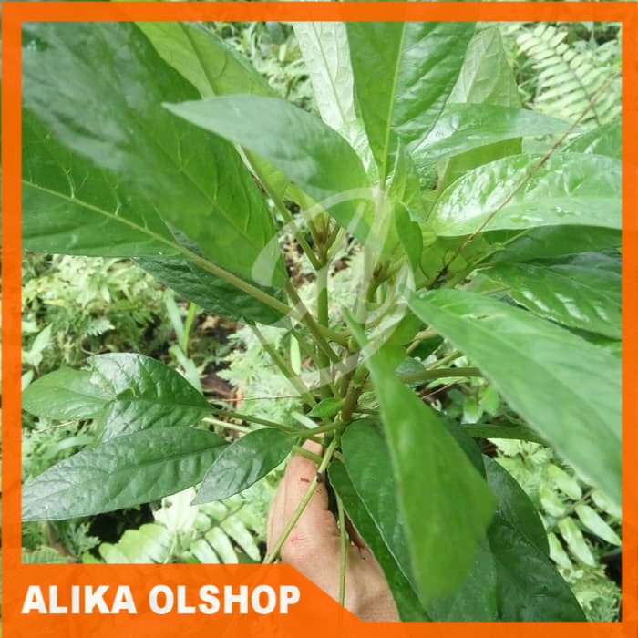 

Ready daun reundeu segar /500gram