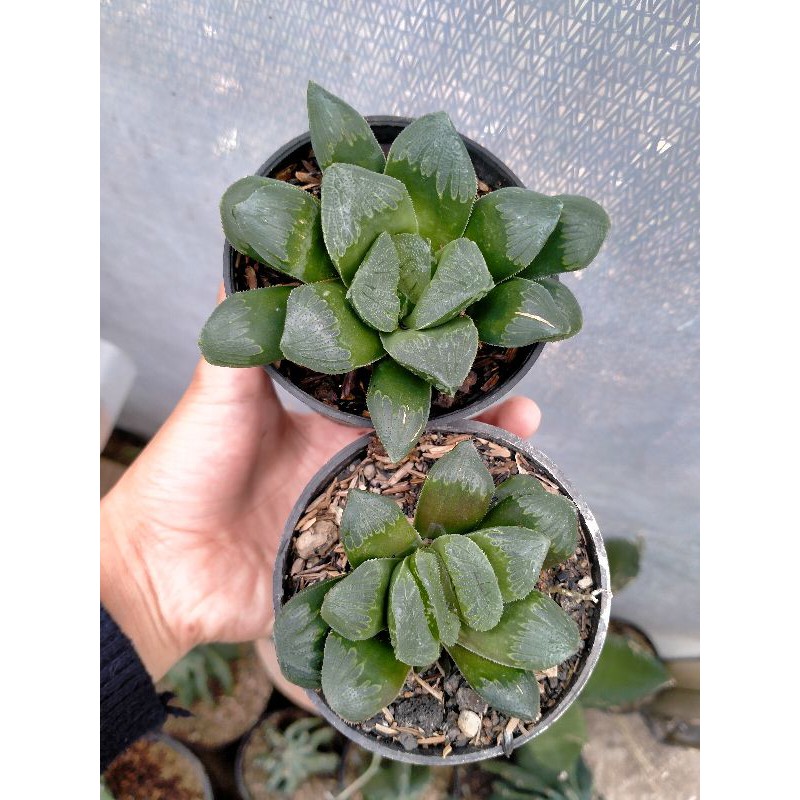 Haworthia Turncata Hybrid