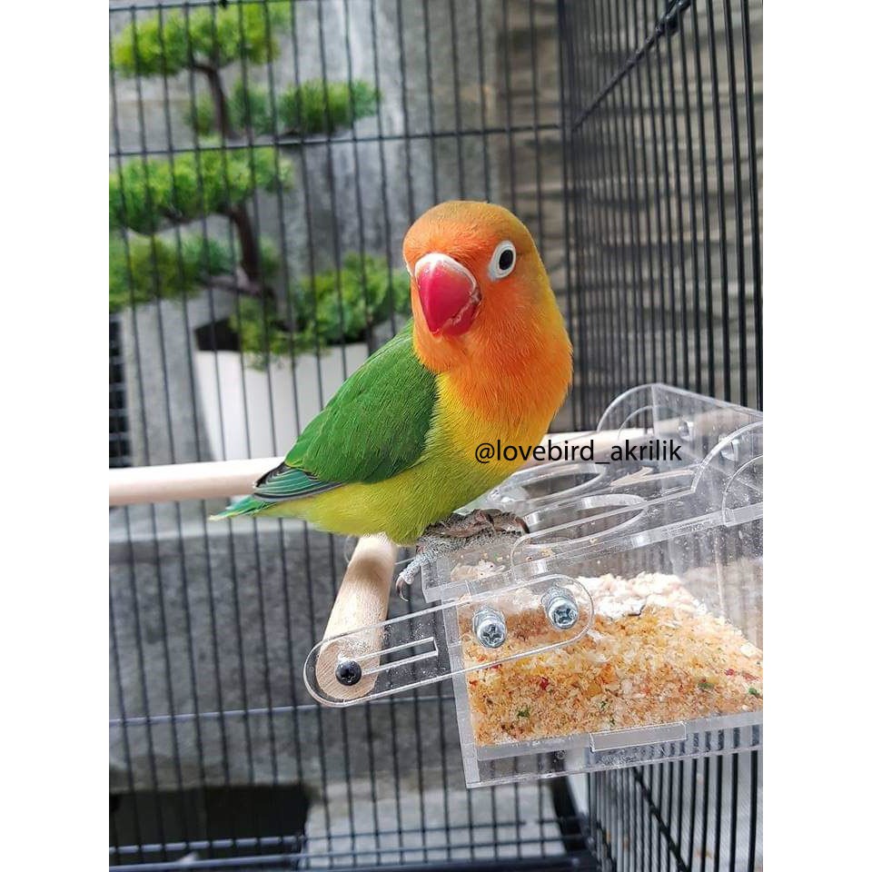 Jual Tempat Pakan Burung, Wadah Pakan Burung, Tempat Pakan Burung