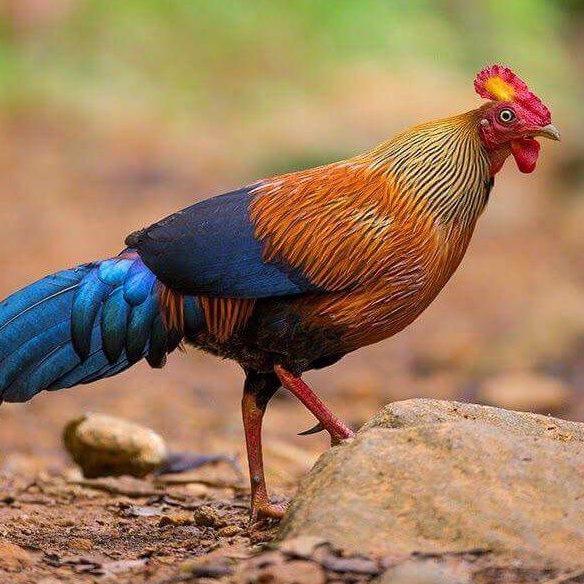 

telur ayam hutan merah cantik fertil