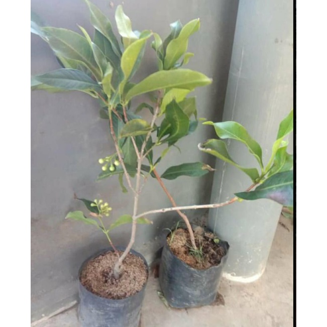 bibit jambu air berbunga