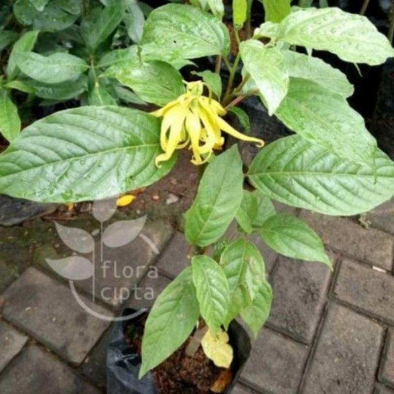 TANAMAN BUNGA KENANGA KUNING WANGI