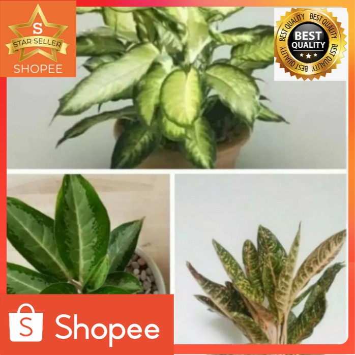 Tanaman paket aglonema murah meriah