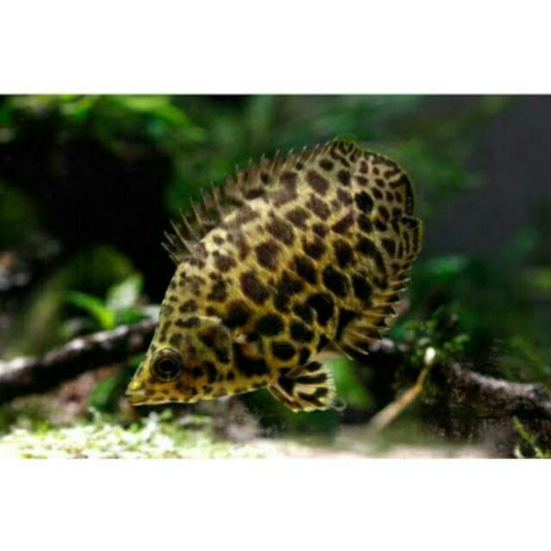 IKAN HIAS CTENOPOMA | CETONEPOMA | IKAN HIAS DAUN AQUASCAPE AQUARIUM