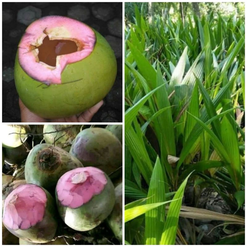 Bibit kelapa Wulung.kelapa ijo Wulung