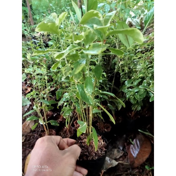 tanaman menjuntai Lee Kwan yew varigata tanaman hias menjuntai Lee Kwan yew varigata