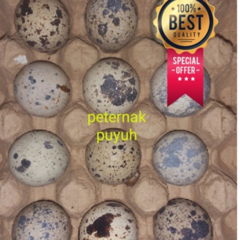 

Telor puyuh tetas/fertil BIBIT UNGGUL