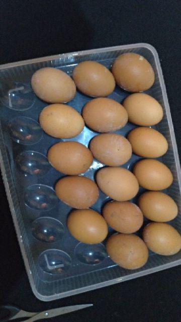 Kotak Telur / Tempat Telur / Box Telur / Rak Telor / Tempat Telor Ayam [ Isi 24 Pcs]