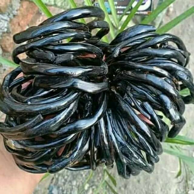 HARGA PROMO Gelang  akar  bahar  hitam lentur asli mengkilap 