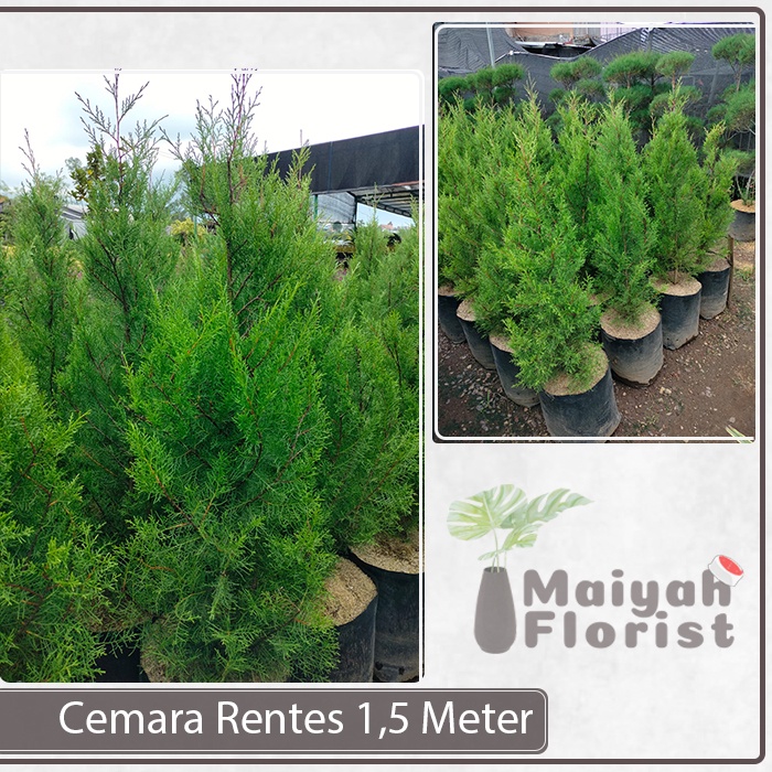 Cemara Rentes 1,5 Meter - Cemara Wangi - Tinggi - Taman - Tanaman Hias