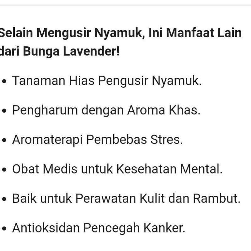 PROMO PAKET 2 TANAMAN HIAS/HERBAL BUNGA LAVENDER/ANGELONIA SUPER ASLI ANTI NYAMUK | TERMURAH