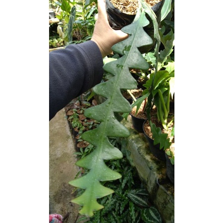 vijaya kusuma tulang ikan