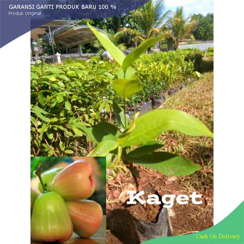 BIBIT JAMBU AIR KAGET OKULASI UNGGUL SUPER MURAH BIBIT JAMBU AIR MANIS