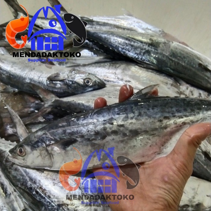 

ikan tenggiri kawang / gepeng / pipih / cewe / betina fresh @1kg