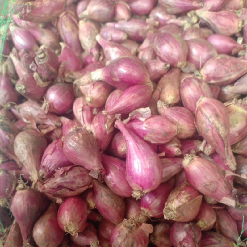 

bawang merah brebes