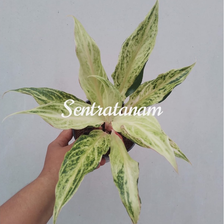 Tanaman Hias Koleksi Aglonema White Sunset/ Tanaman Teduh/Tanaman Hias
