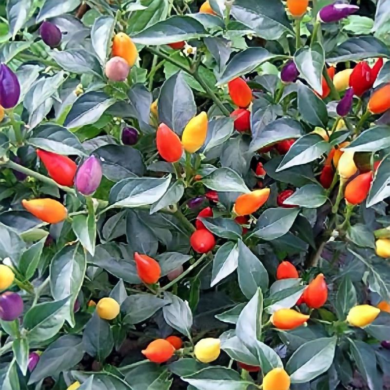 Cabai pelangi (Capsicum annuum) - Tanaman Hias Konsumsi Cabe / Cabai / Lombok Pelangi ( Sudah Berbuah )