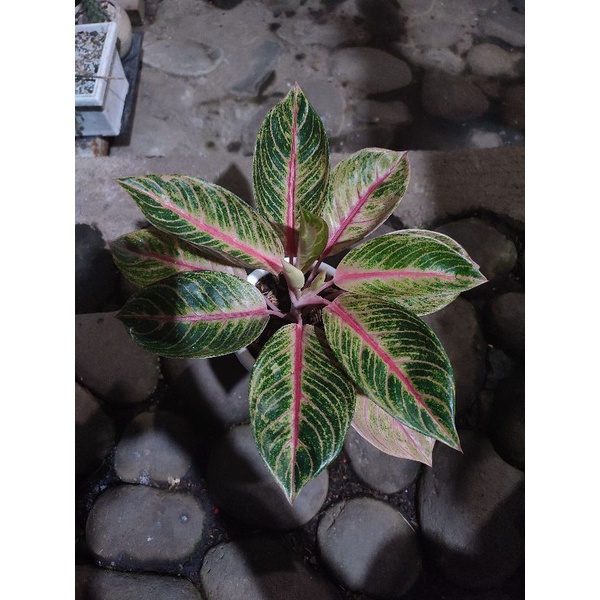 aglonema veronica golden