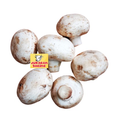 

Jamur Champignon Premium