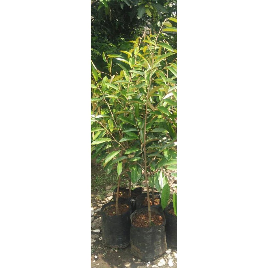 Premium Bibit Pohon Durian Ochee (Duri Hitam) 1M Kw Asli