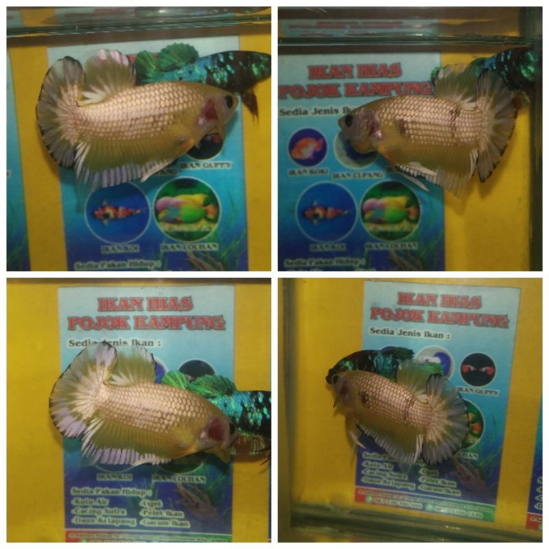 CUPANG YELLOW FANCY COPPER