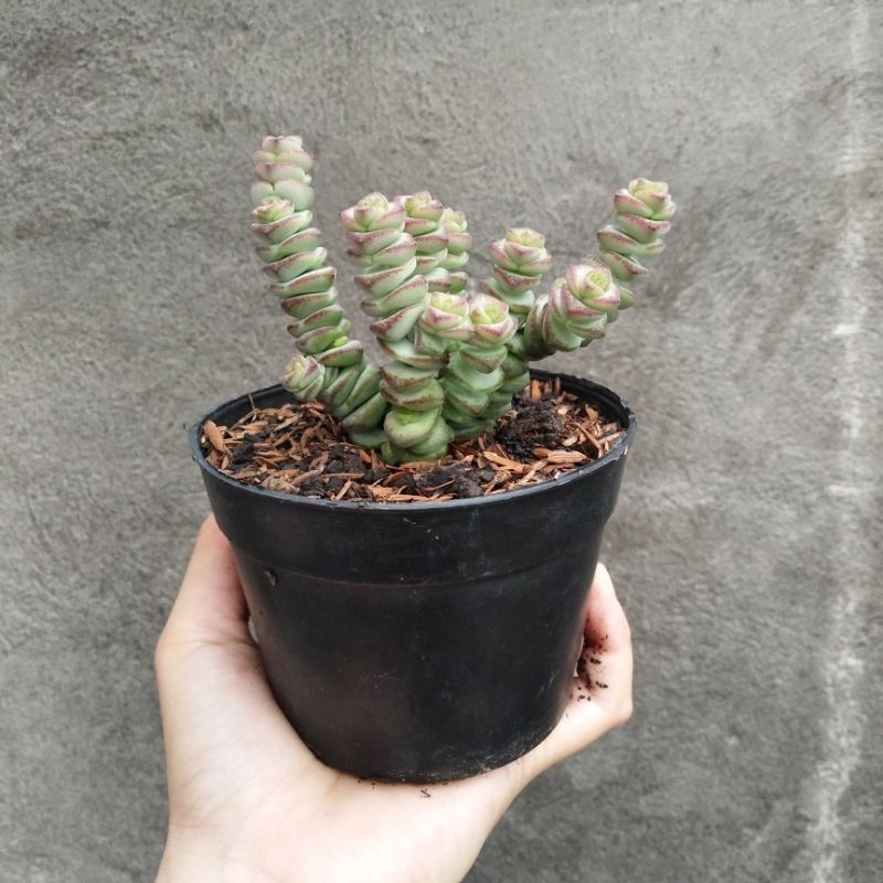 Crassula Marnieriana | DP 10cm