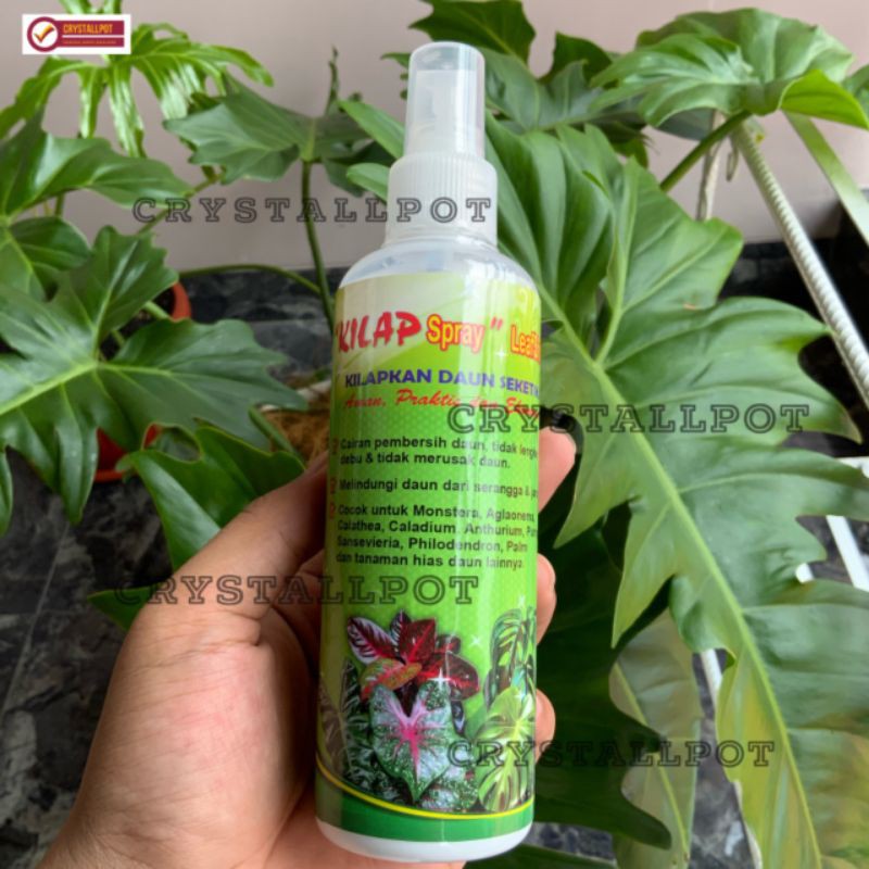 kilap leafshine spray 250 ml pengkilat daun siap pakai - KILAP BESAR