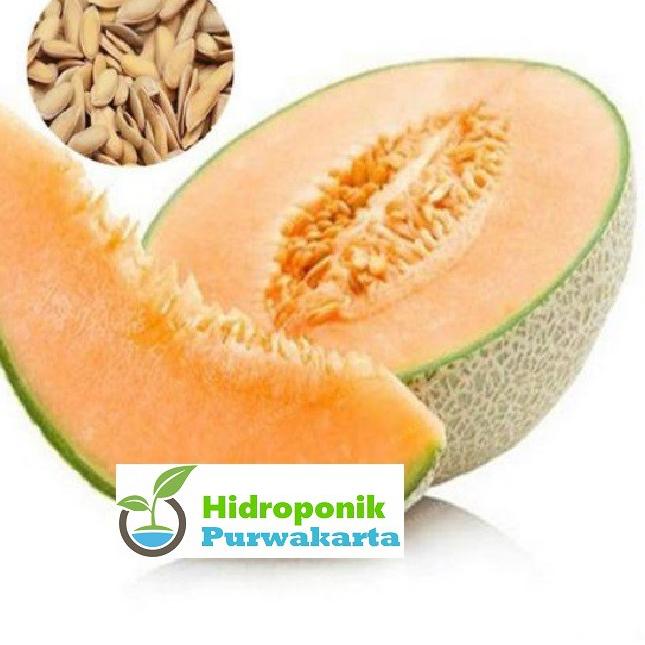 Jual Serba Baru Benih Melon Hibrida Daging Warna Jingga RIO F1 Isi 40