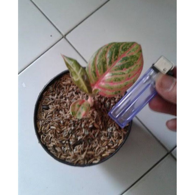 bonggolan aglonema hughes