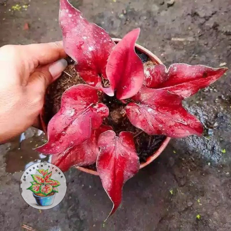 PROMO Bonggolan (Keris Merah)CALADIUM/KELADI/KALADI/CALADIUM IMPORT THAILAND SALE