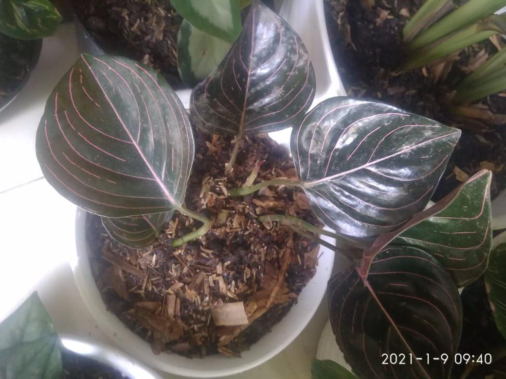 Aglonema Rotundum Aceh 2daun Reamja