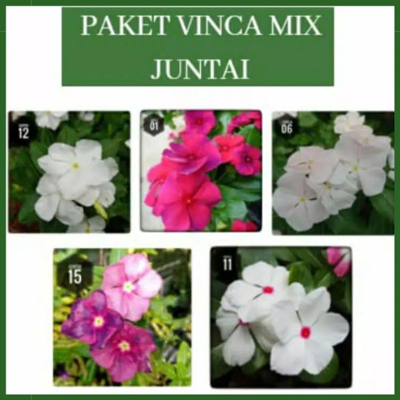 Paket benih bibit biji tanaman hias berbunga bunga vinca vinka tegak juntai warna warni murah