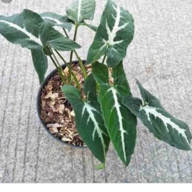 Tanaman Hias Syngonium Wendlandii - bibit Syngonium Wendlandii