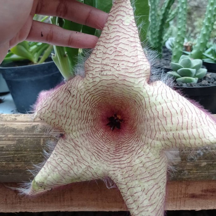 stapelia gigantea