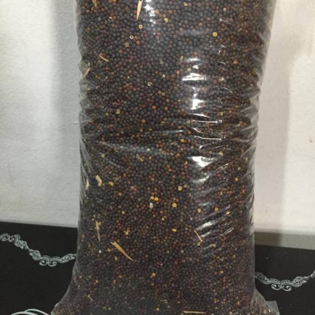 Pakan biji sawi 1kg - pakan burung biji - bijian untuk campuran
