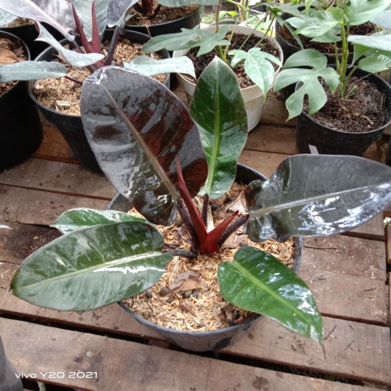 Tanaman Hias Bunga Philo Black Cardinal Bunga cantik Indoor