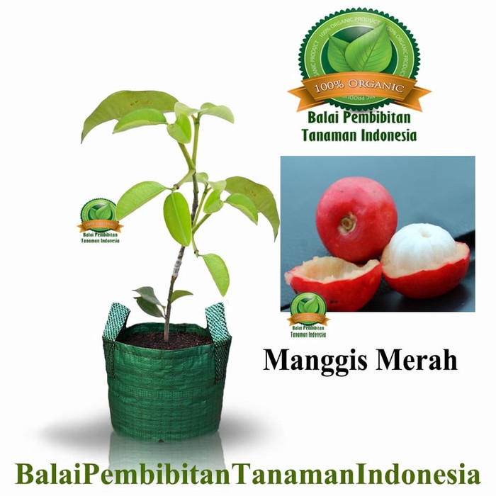 bibit manggis merah / bibit buah / tanaman