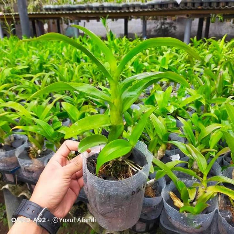 dendrobium remaja besar