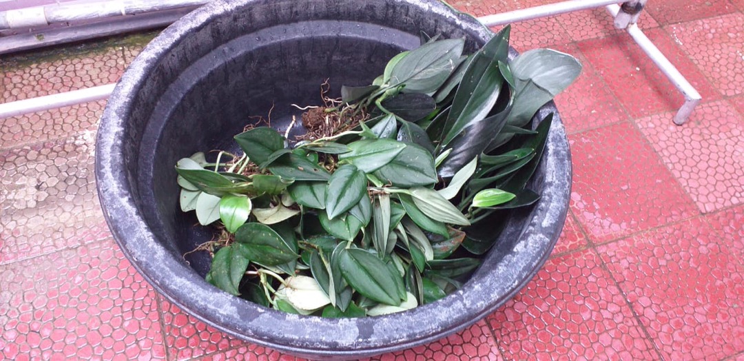 Paket Ekonomis Sc Monlight 30 & Sc Treuby Drak 20(300rb)