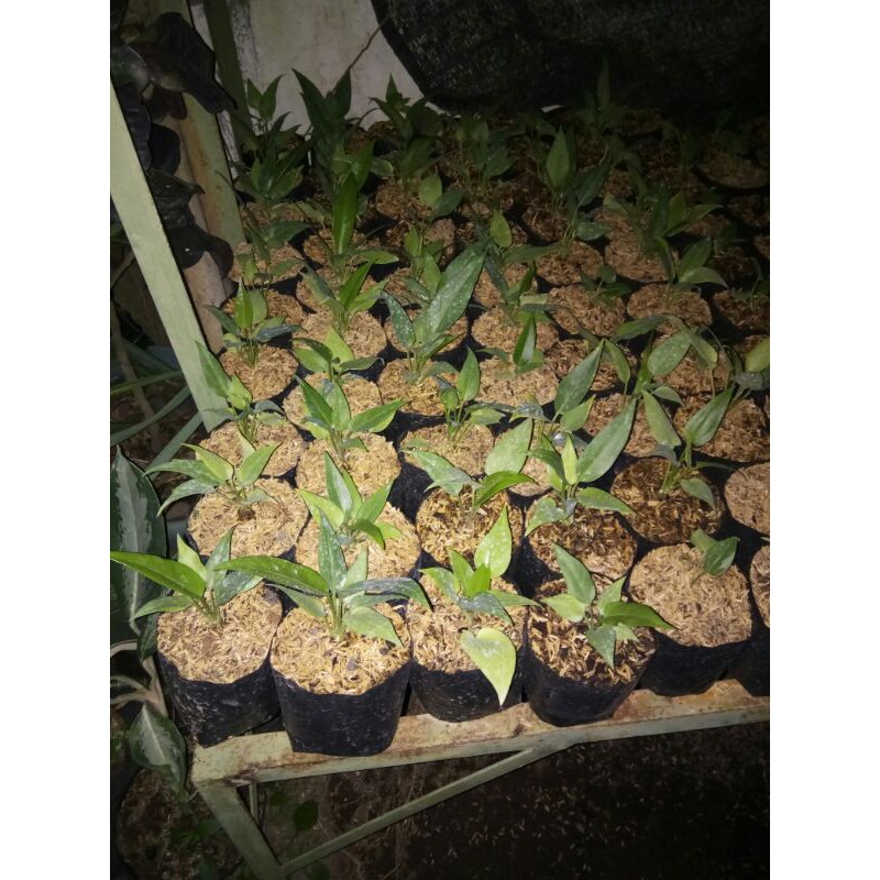 anthurium burgundy hitam (bibit)