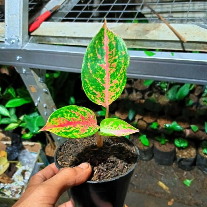 aglonema wulandari bibit