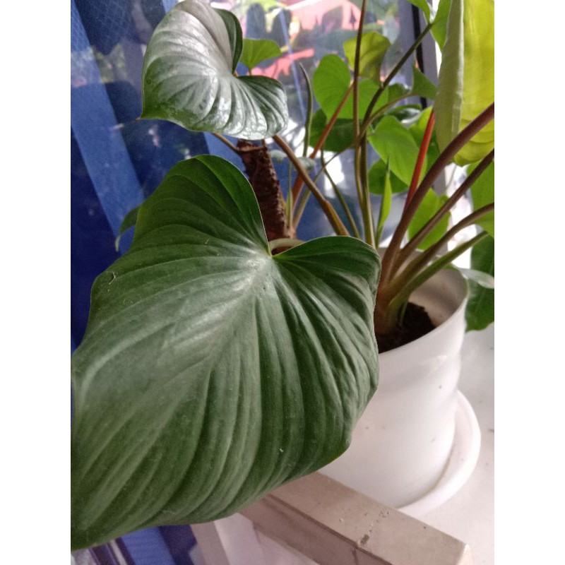 

Homalomena rubescens