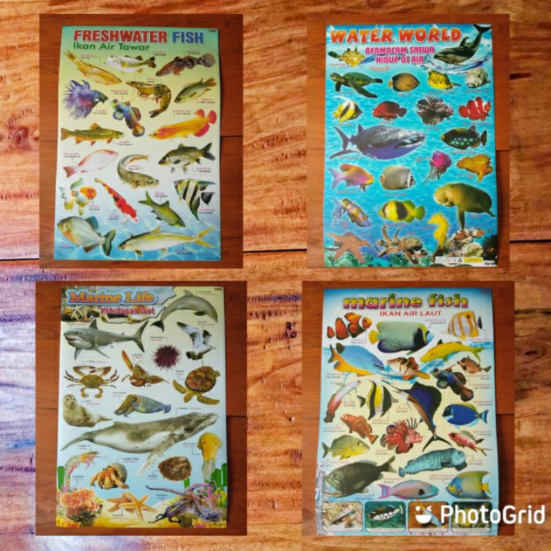 Poster Binatang laut  Poster Ikan  poster anak