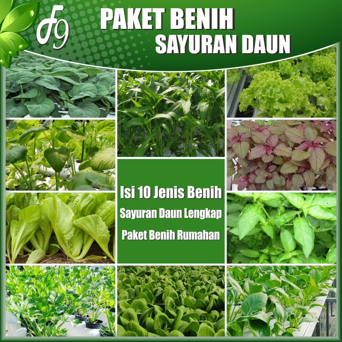 Paket Benih Bibit Sayuran Daun Lengkap 10 Jenis Benih Sayuran Kangkung Pakcoy Bayam Hijau Bayam Merah Sawi Caisim Sawi Samhong Selada Hijau Seledri Kemangi Kailan