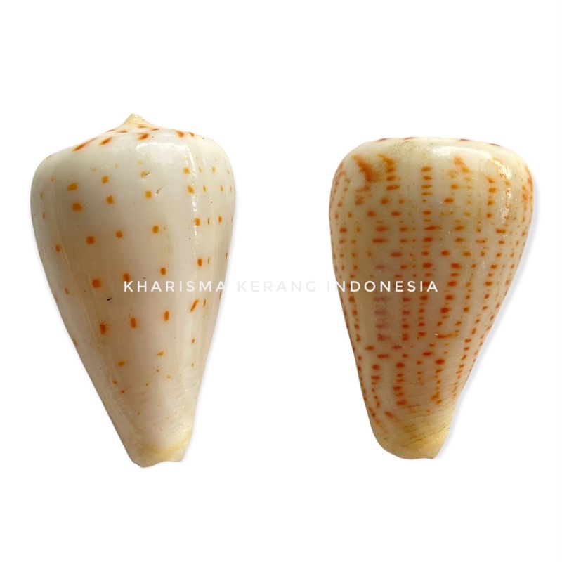 CONUS VAUTIERI SHELL CANGKANG KERANG LAUT HIAS KERANG KOLEKSI CANGKANG KERANG CANGKANG KERANG LAUT H