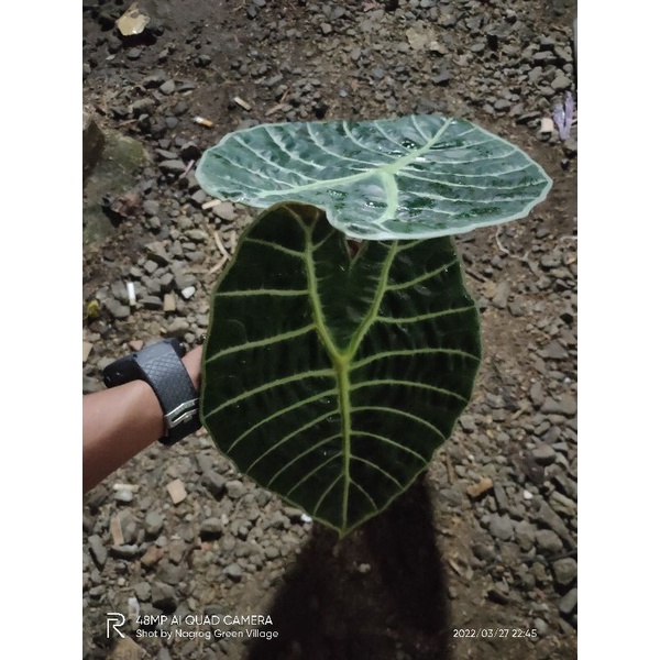 alocasia watsonia
