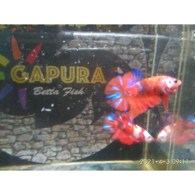 cupang jantan red koi galaxy multycolour grade,foto asli