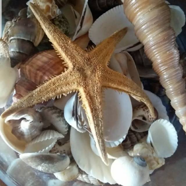 KERANG CANTIK HIASAN AQUARIUM | AQUASCAPE