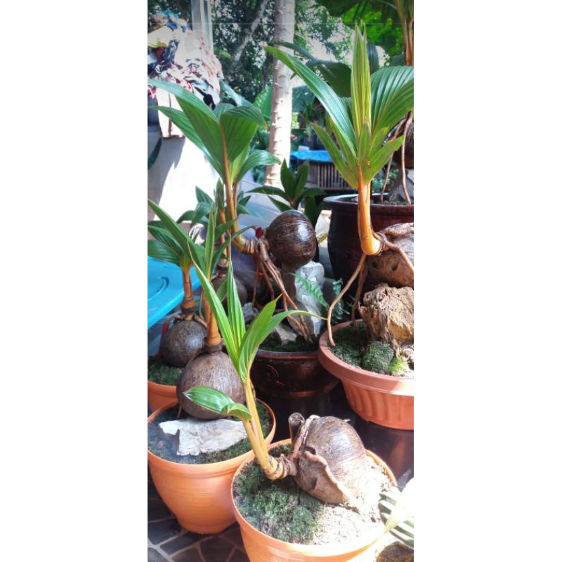 promotanaman hias kelapa kuning bonsai+pot