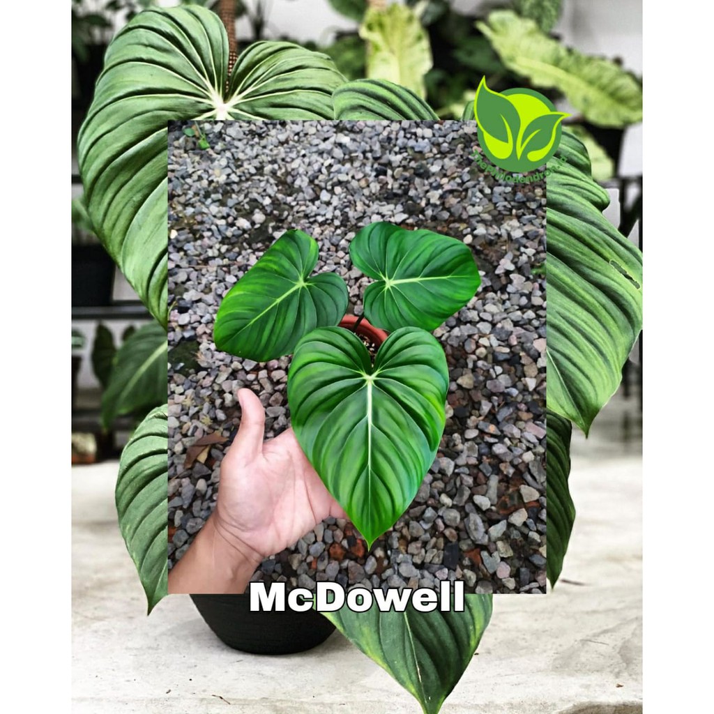 BIBIT BONGGOL PHILODENDRON MCDOWELL PHILO